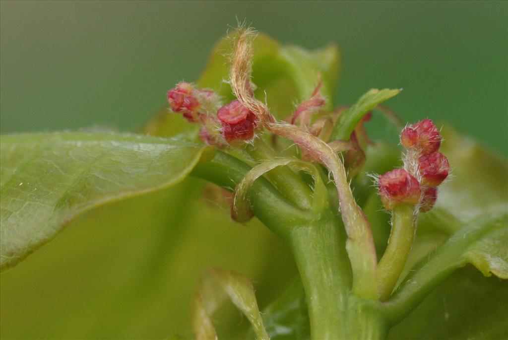 Quercus robur (door Willem Braam)