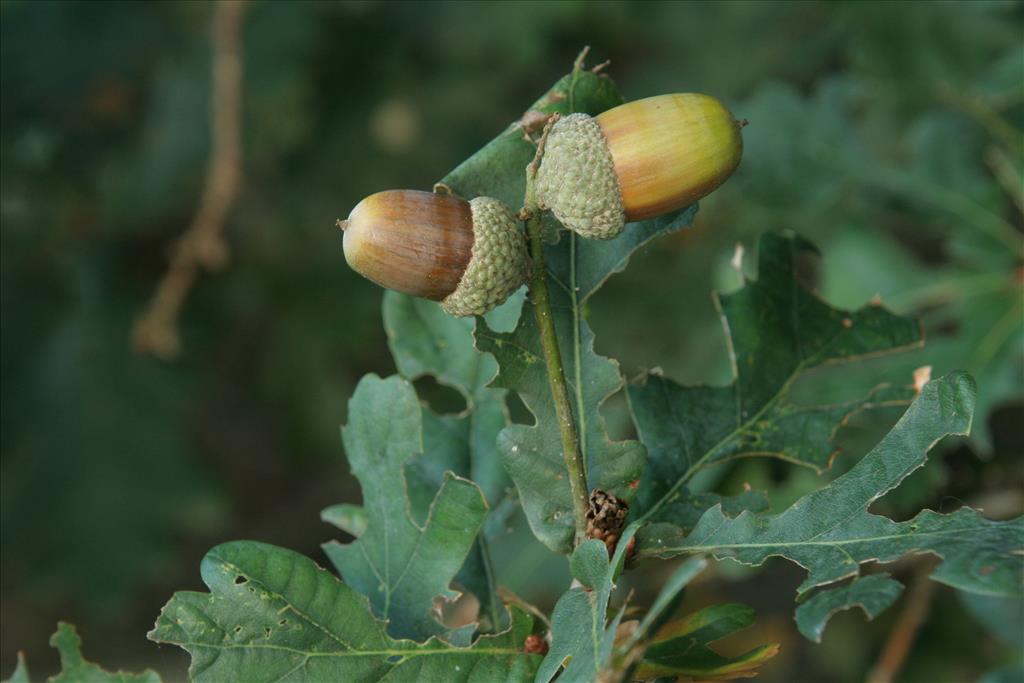 Quercus robur (door Willem Braam)