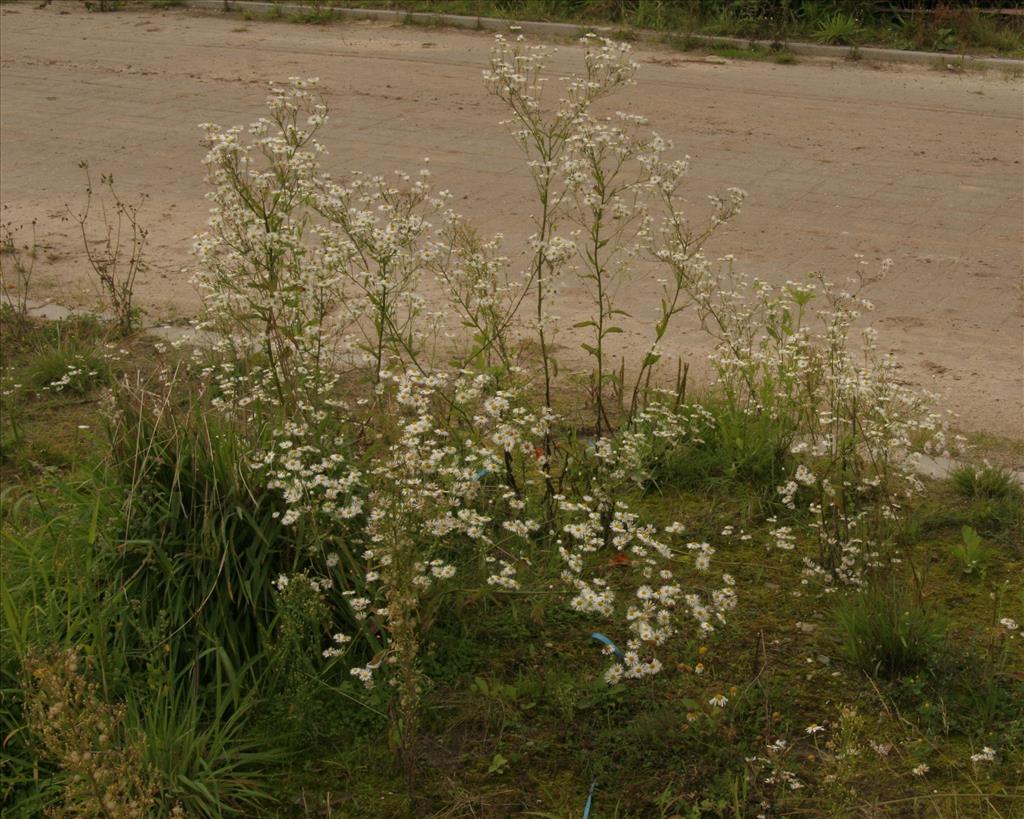 Erigeron annuus (door Willem Braam)