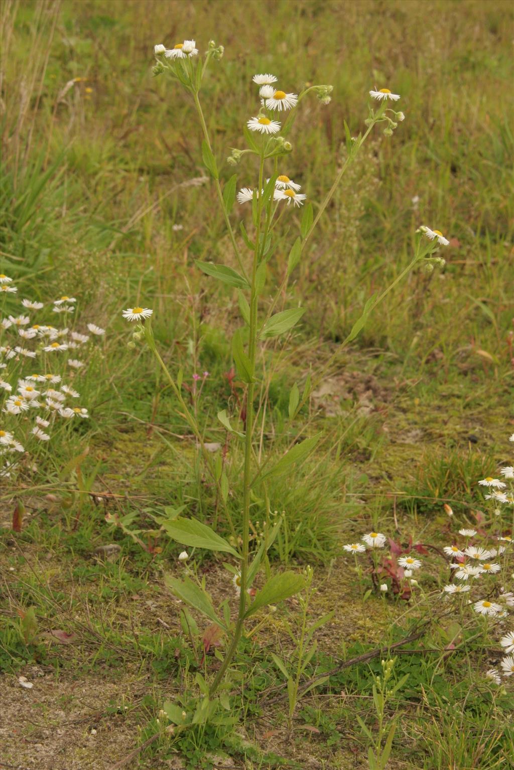 Erigeron annuus (door Willem Braam)