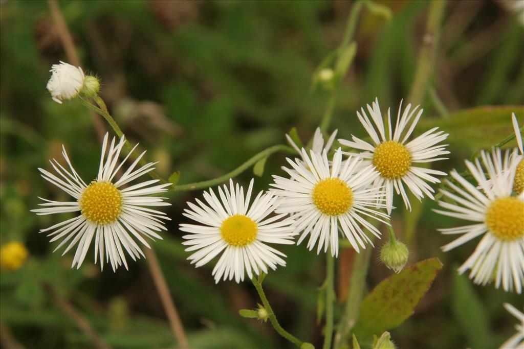 Erigeron annuus (door Willem Braam)