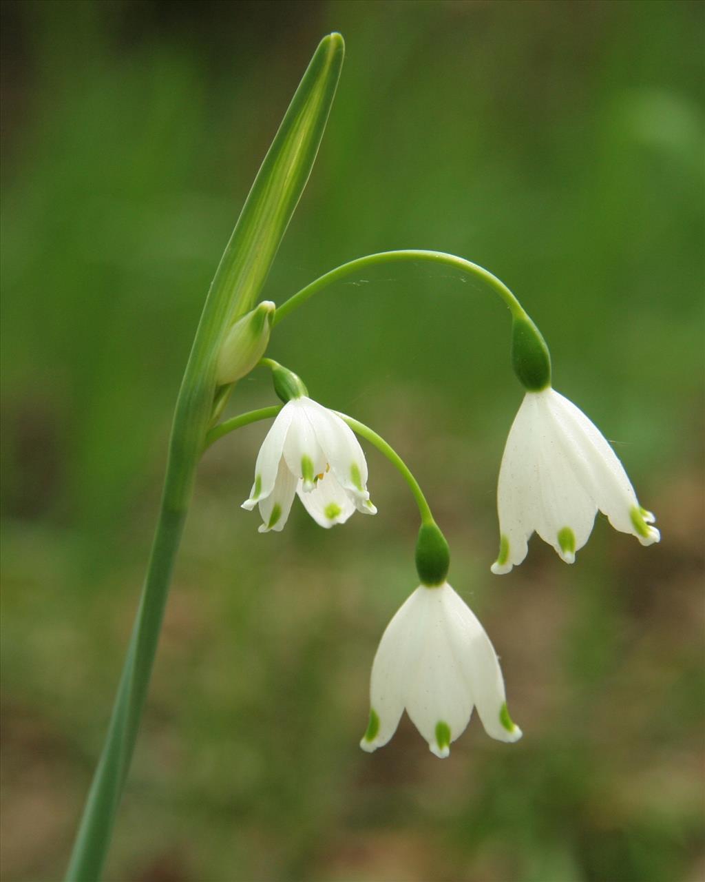 Leucojum aestivum (door Willem Braam)