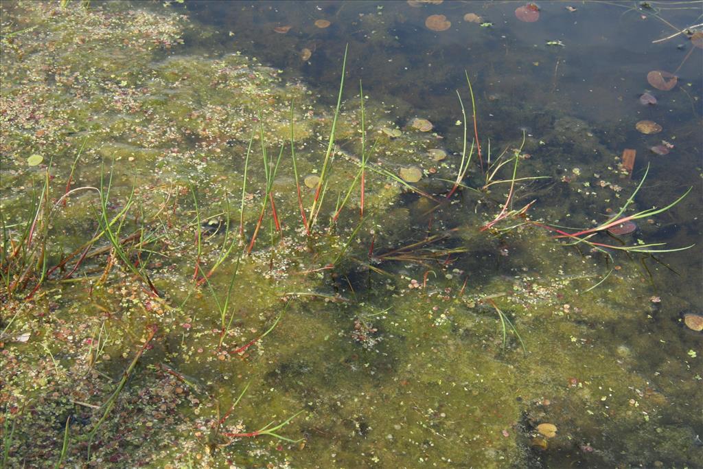 Juncus articulatus (door Willem Braam)