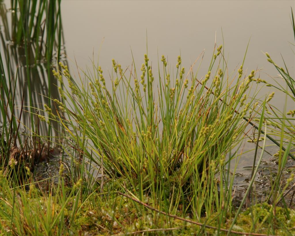 Carex canescens (door Willem Braam)