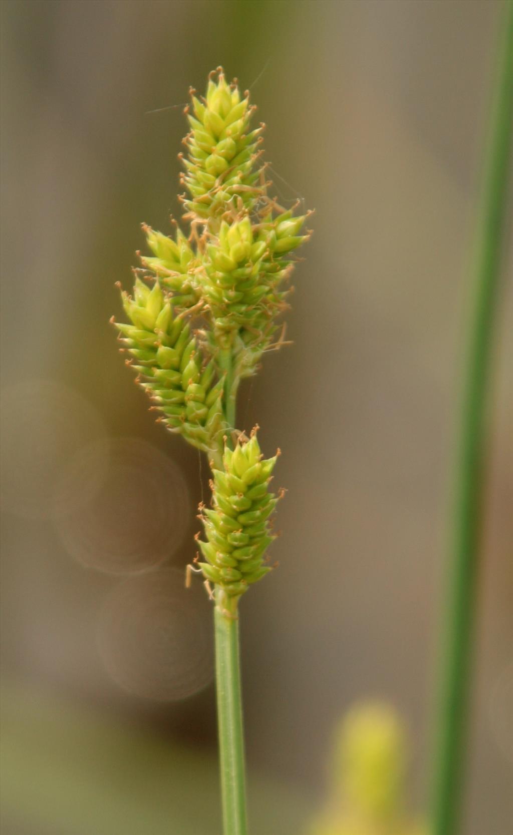 Carex canescens (door Willem Braam)