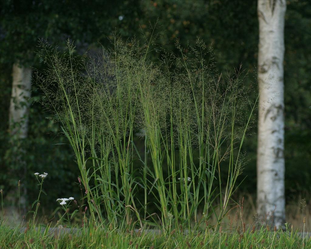 Panicum schinzii (door Willem Braam)