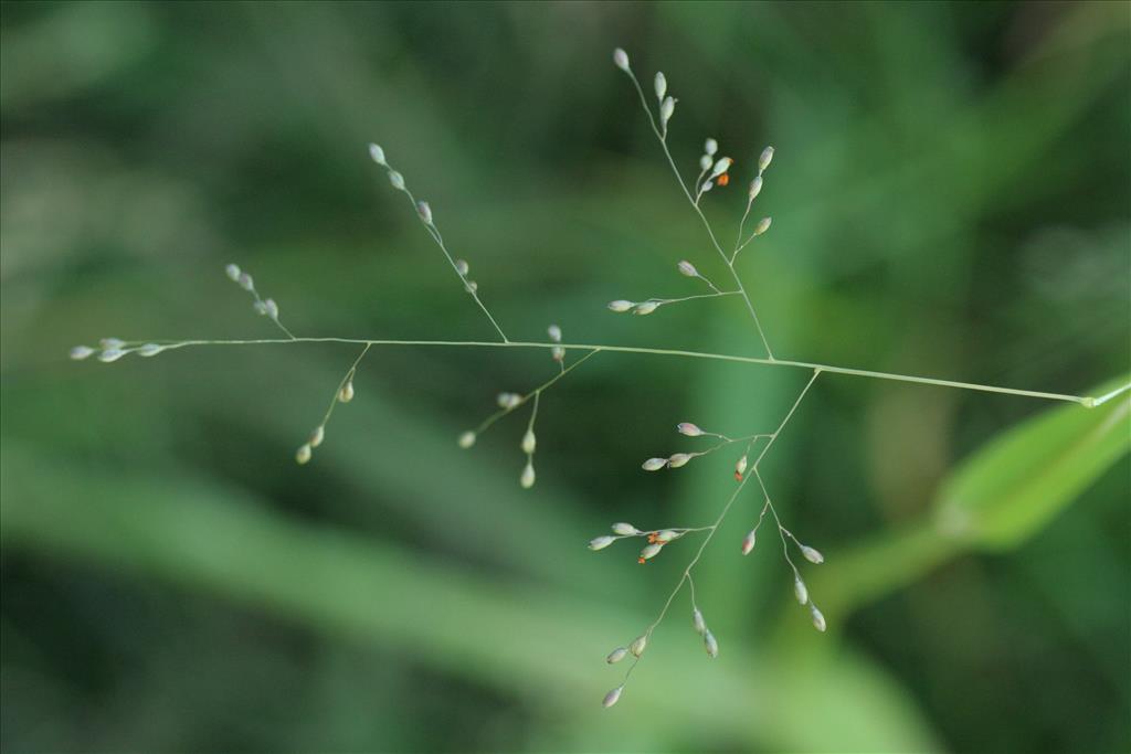 Panicum schinzii (door Willem Braam)