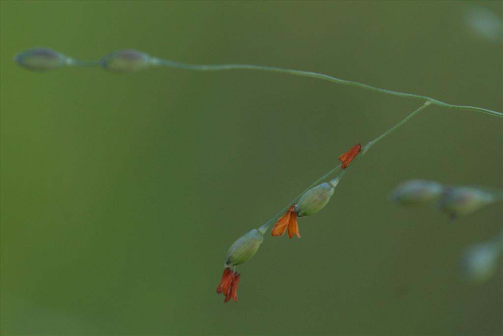 Panicum schinzii (door Willem Braam)