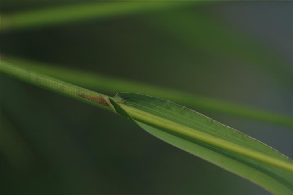 Panicum schinzii (door Willem Braam)