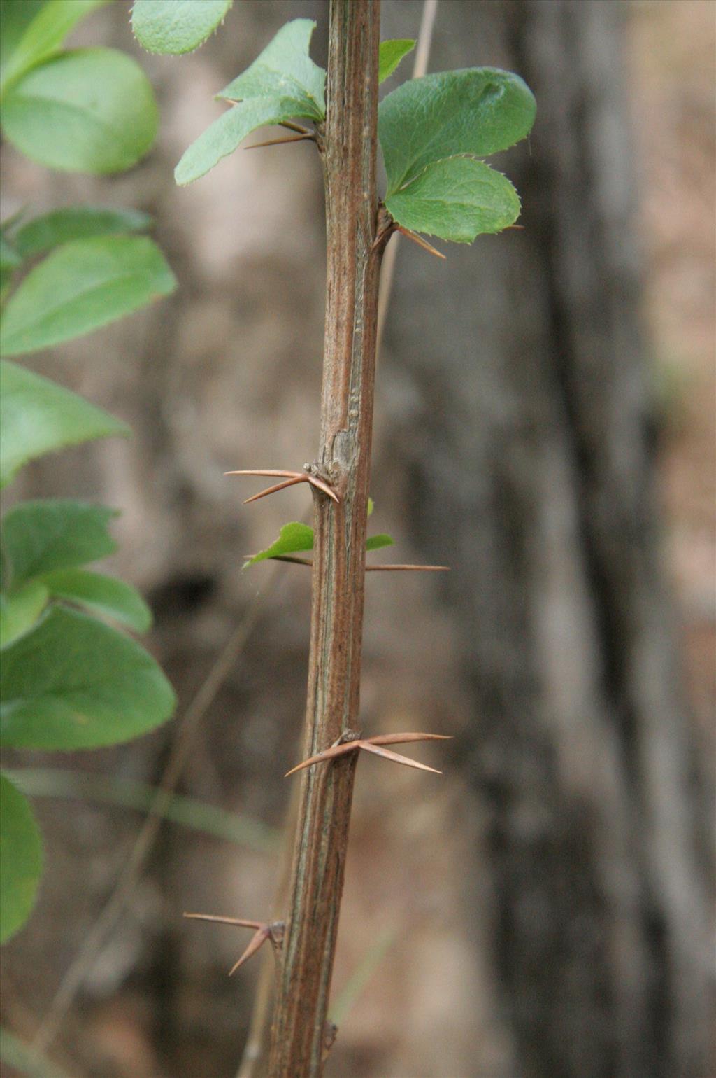 Berberis vulgaris (door Willem Braam)