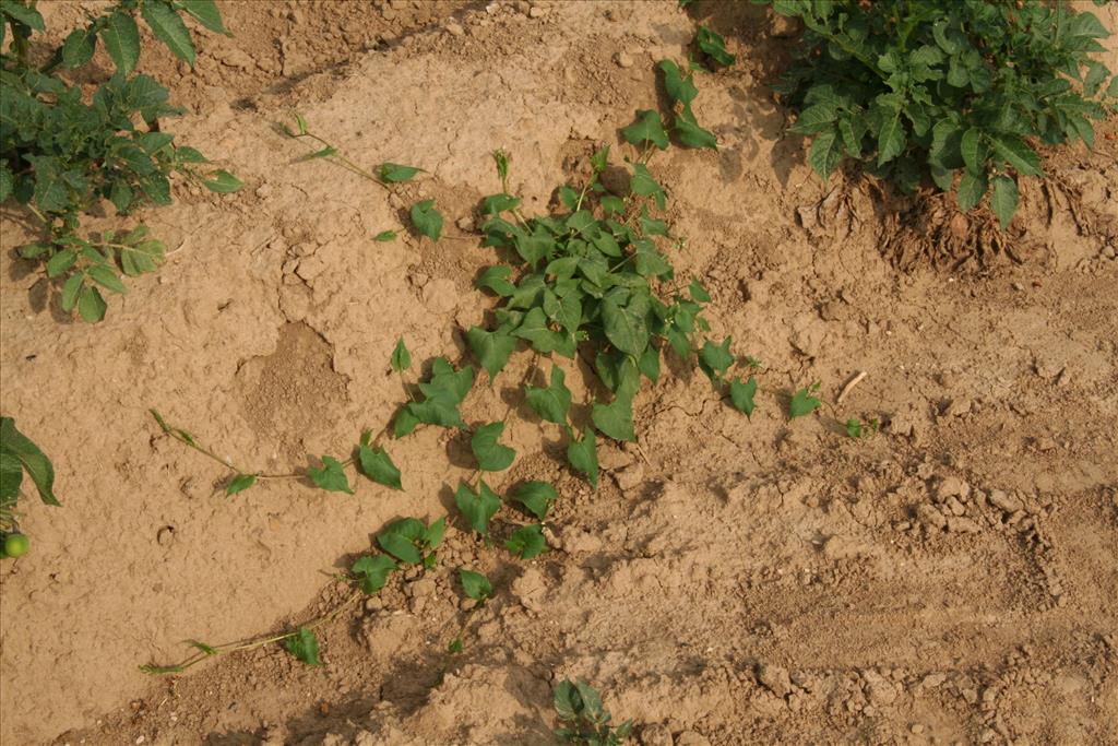 Fallopia convolvulus (door Willem Braam)