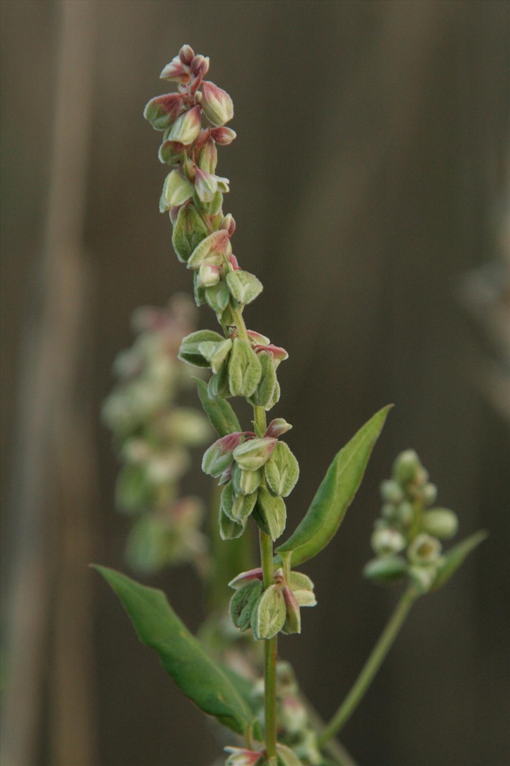 Fallopia convolvulus (door Willem Braam)