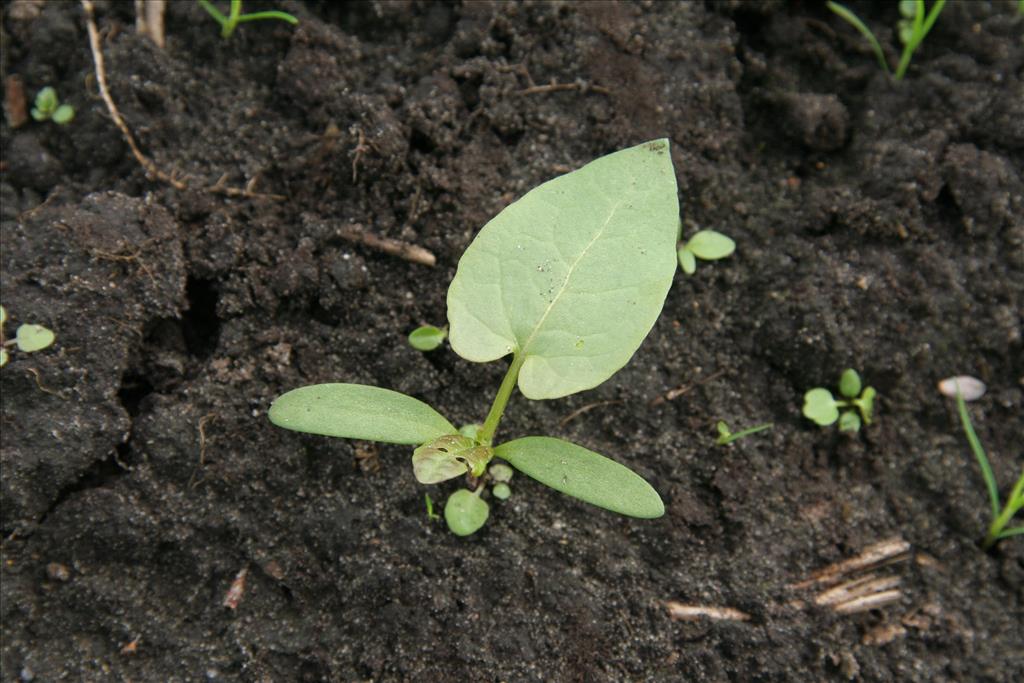 Fallopia convolvulus (door Willem Braam)