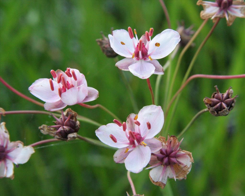 Butomus umbellatus (door Willem Braam)