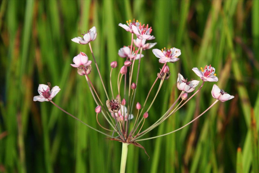 Butomus umbellatus (door Willem Braam)