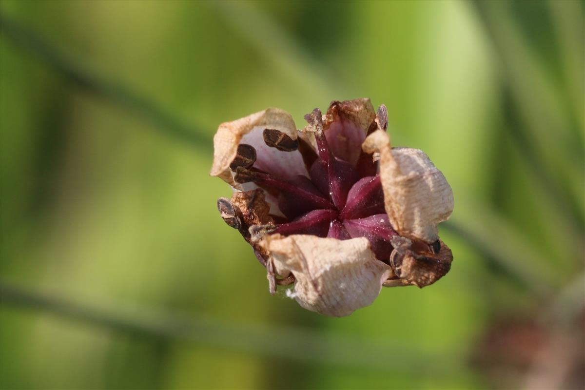 Butomus umbellatus (door Willem Braam)