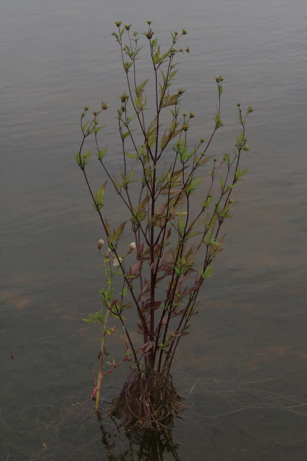 Bidens frondosa (door Willem Braam)