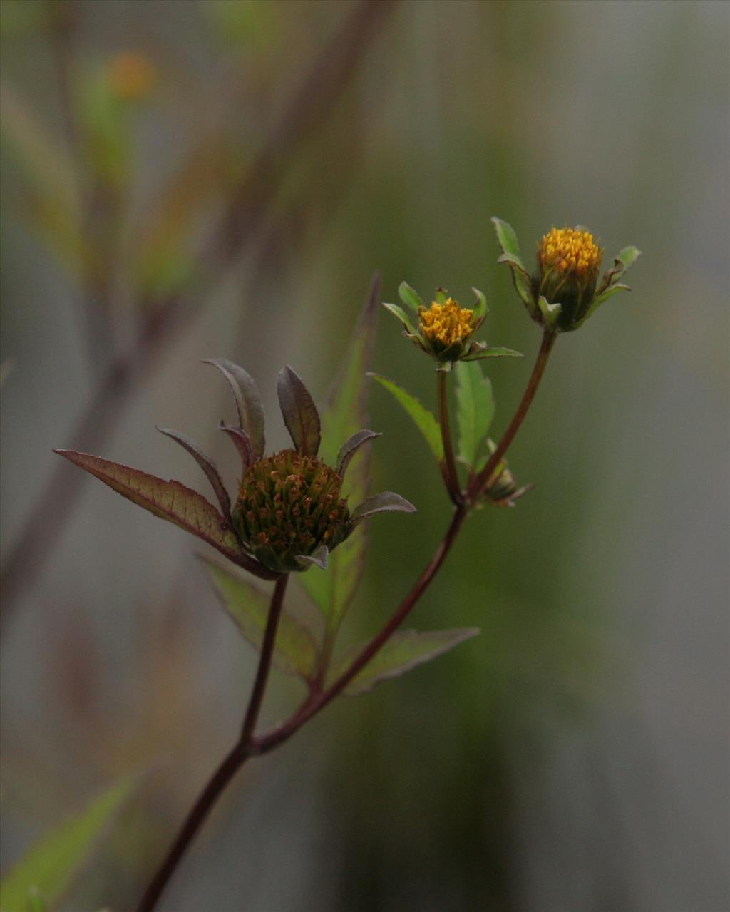 Bidens frondosa (door Willem Braam)