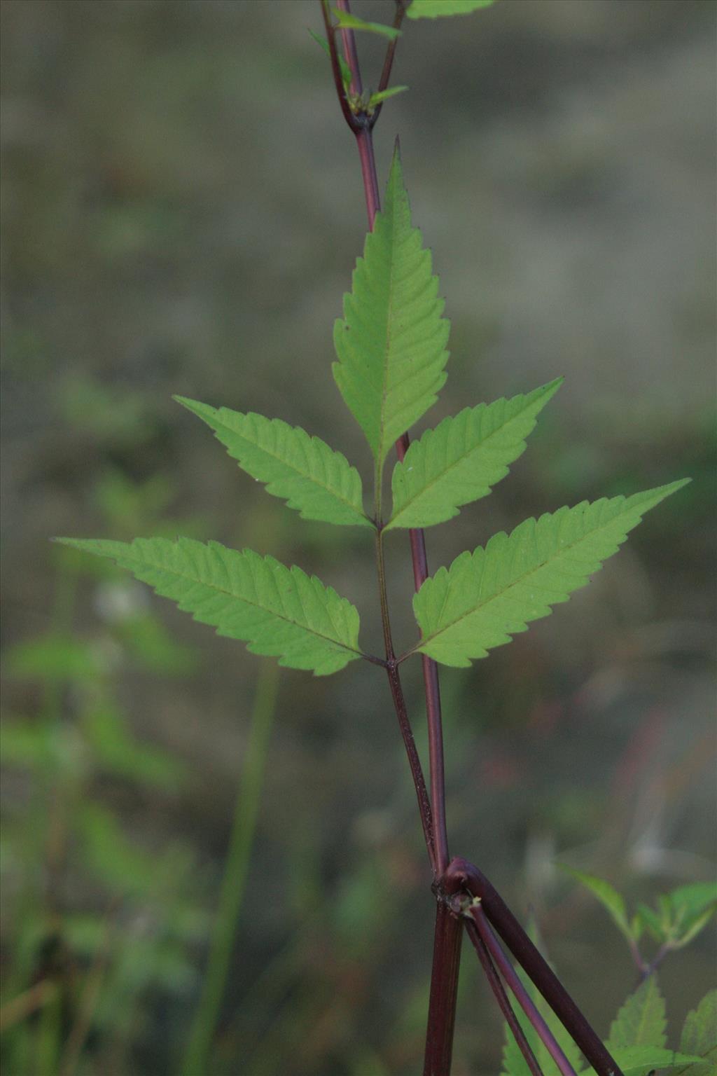 Bidens frondosa (door Willem Braam)