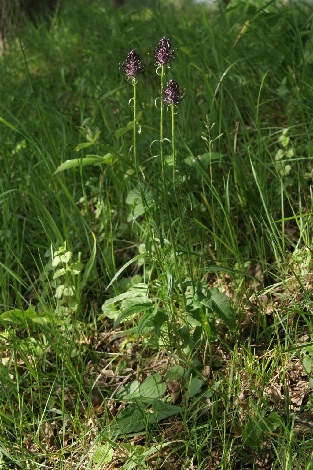 Phyteuma nigrum (door Willem Braam)