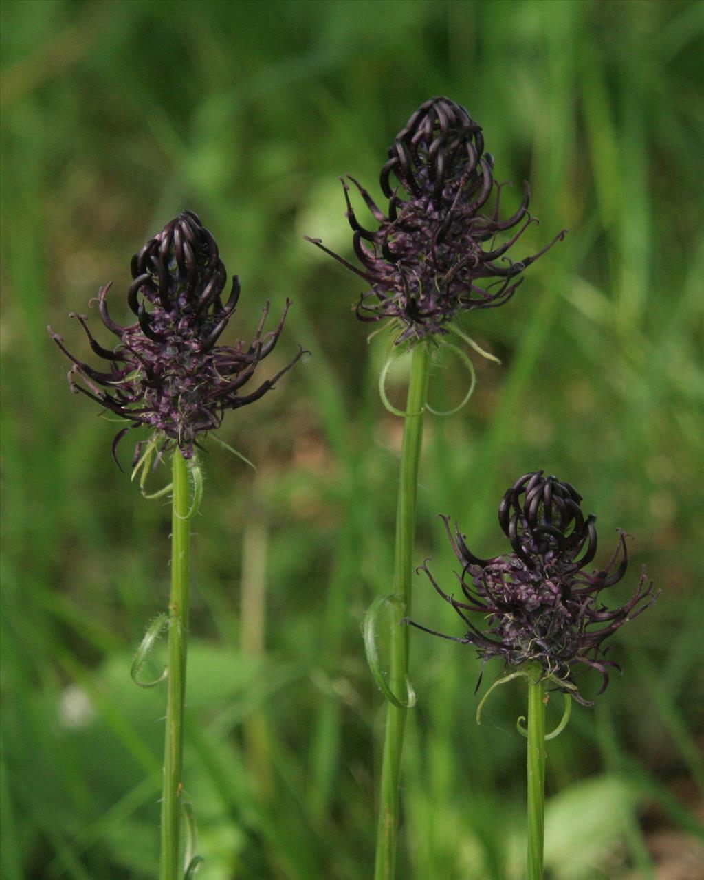 Phyteuma nigrum (door Willem Braam)