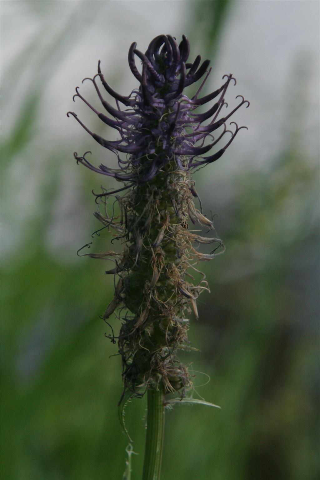 Phyteuma nigrum (door Willem Braam)