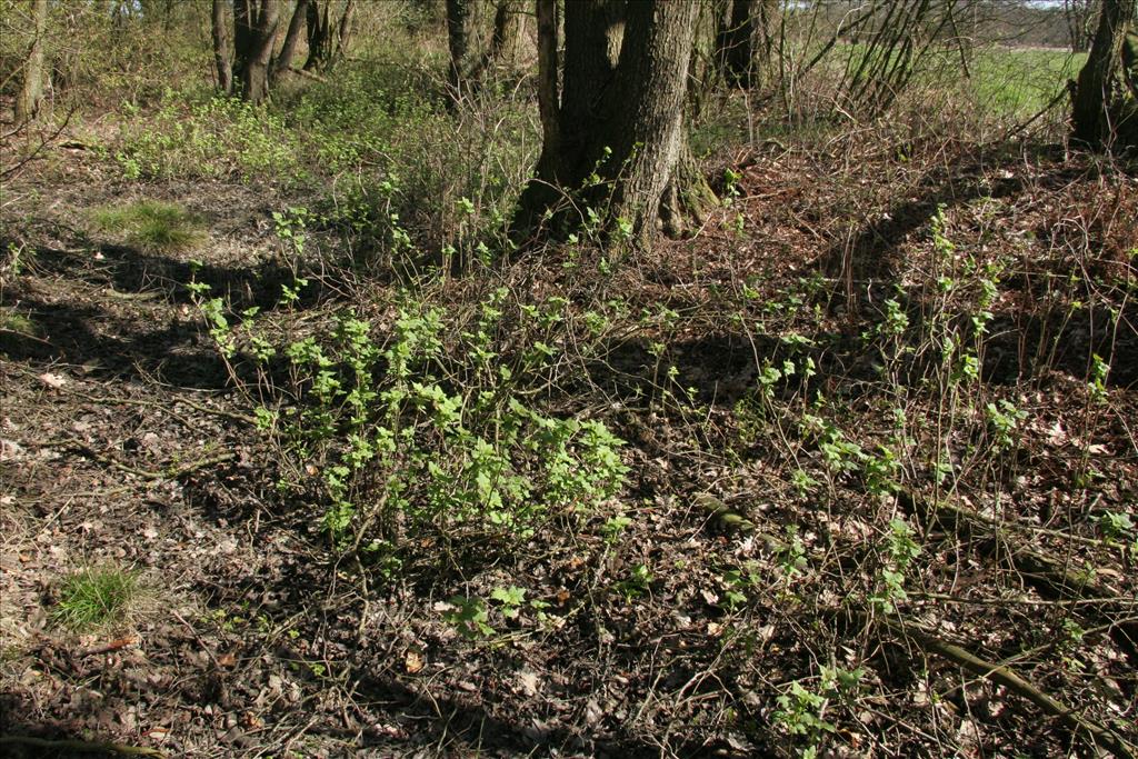 Ribes nigrum (door Willem Braam)