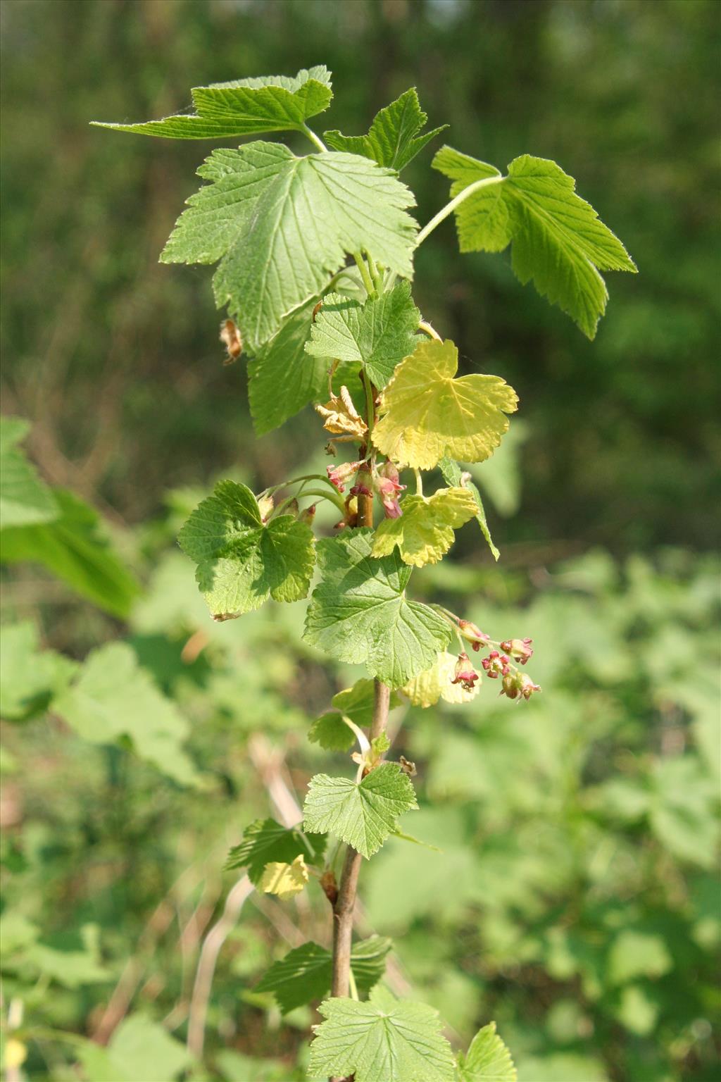 Ribes nigrum (door Willem Braam)