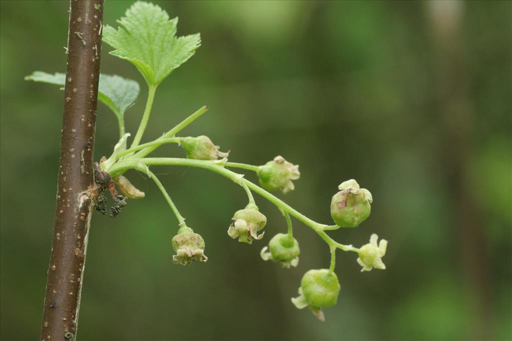 Ribes nigrum (door Willem Braam)