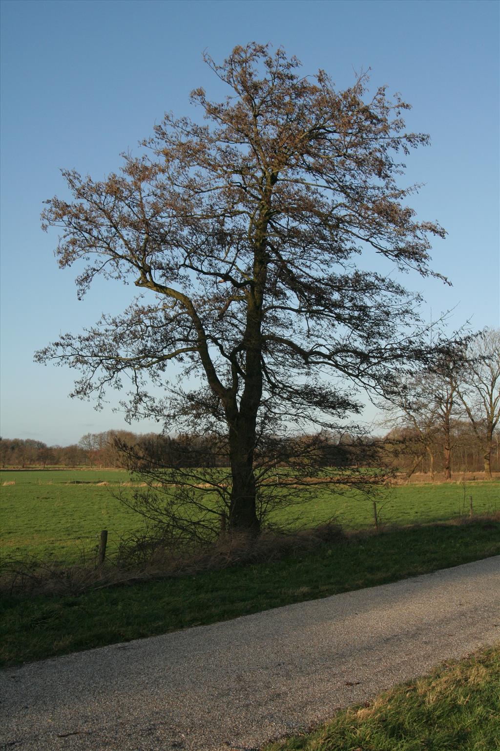 Alnus glutinosa (door Willem Braam)