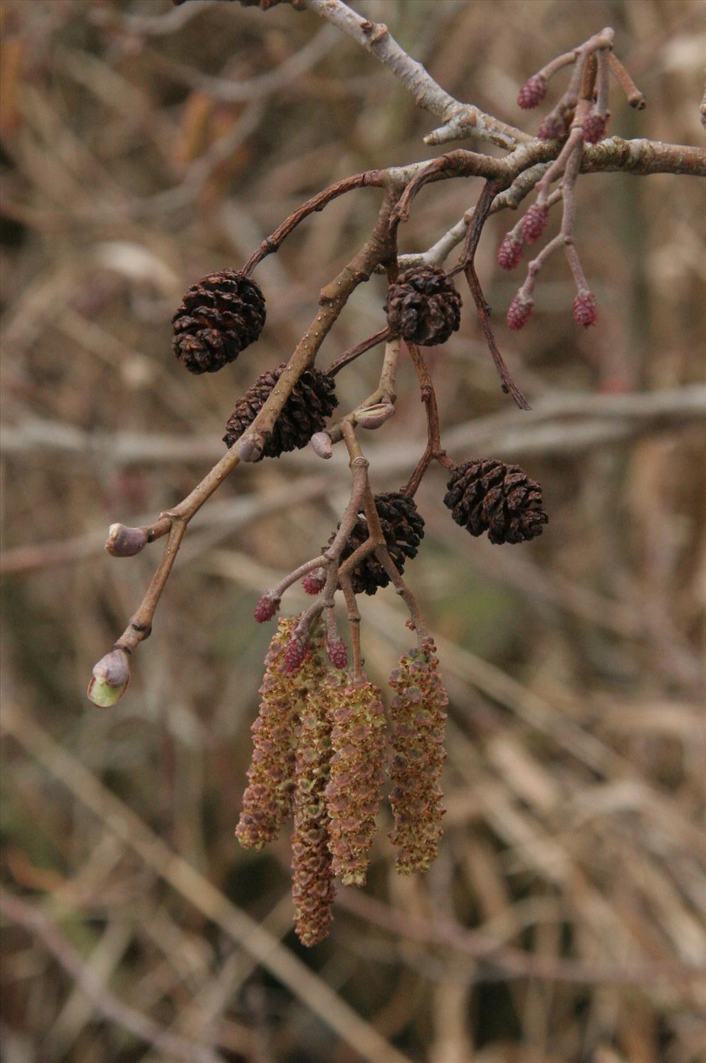 Alnus glutinosa (door Willem Braam)