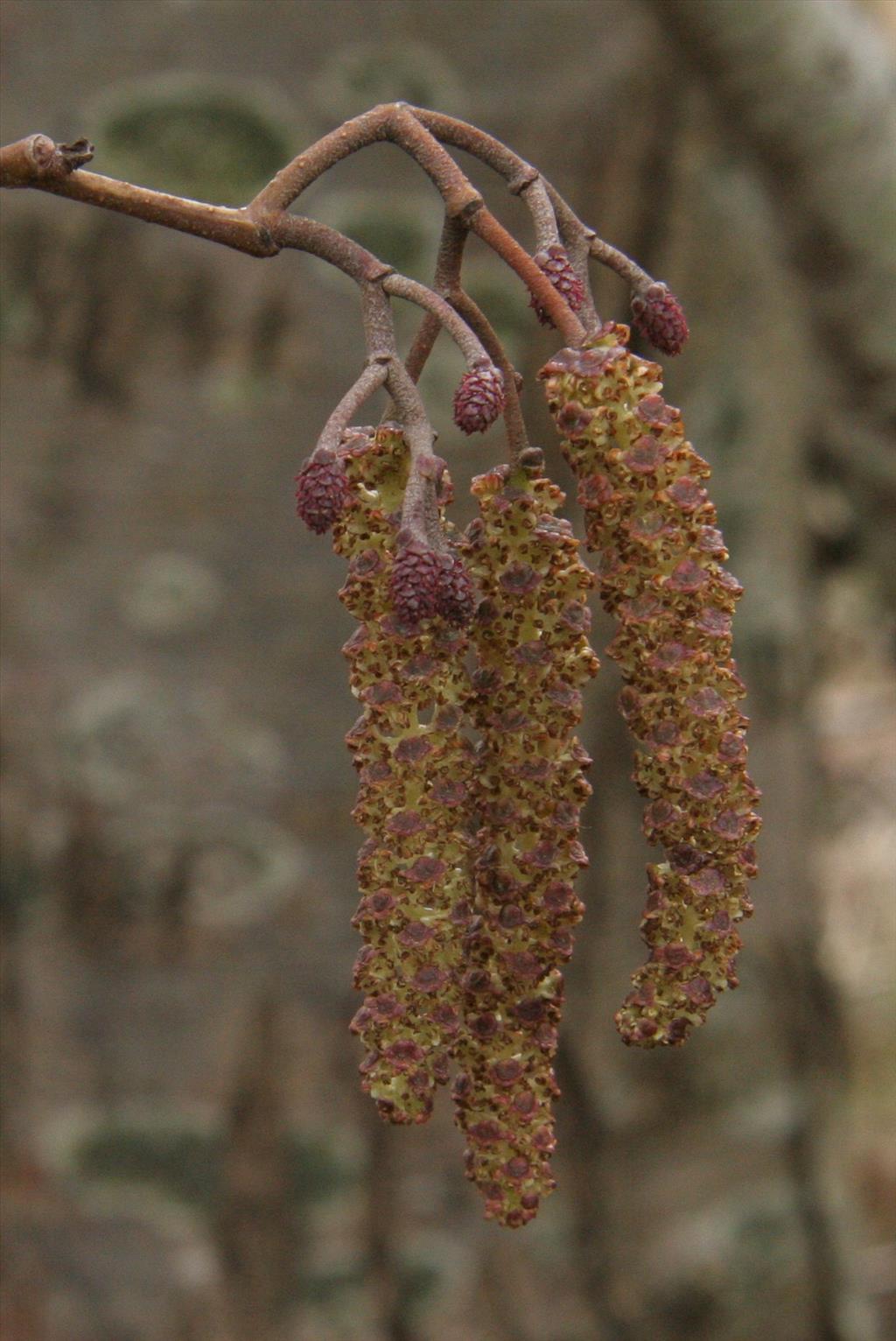 Alnus glutinosa (door Willem Braam)