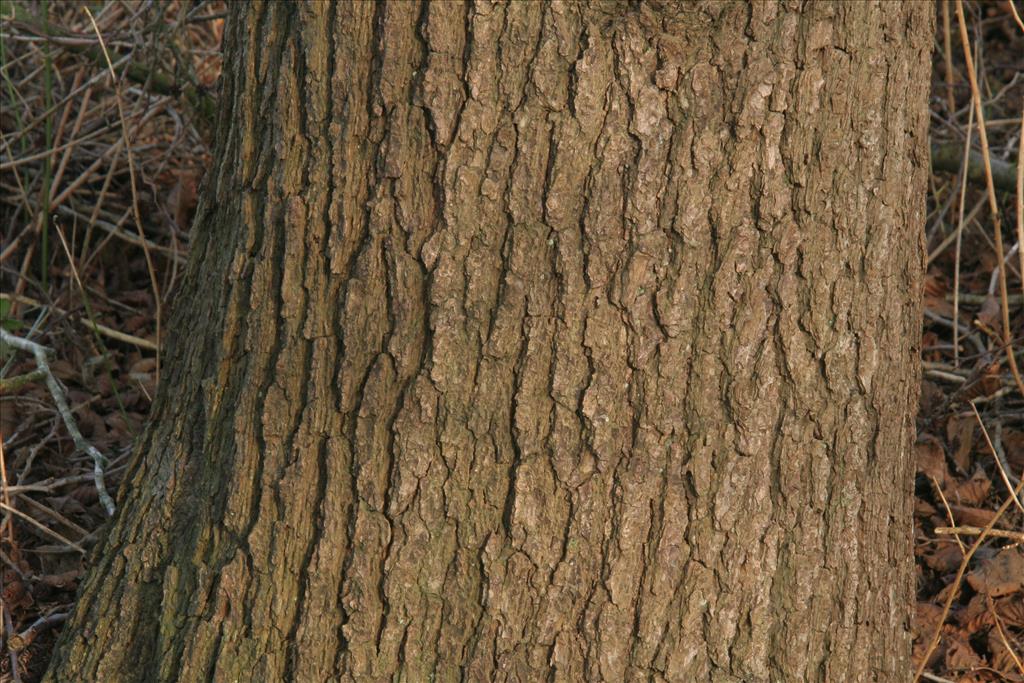 Alnus glutinosa (door Willem Braam)