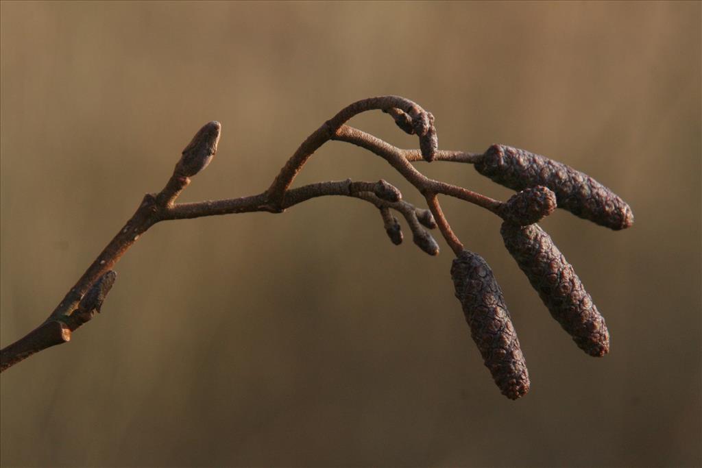 Alnus glutinosa (door Willem Braam)