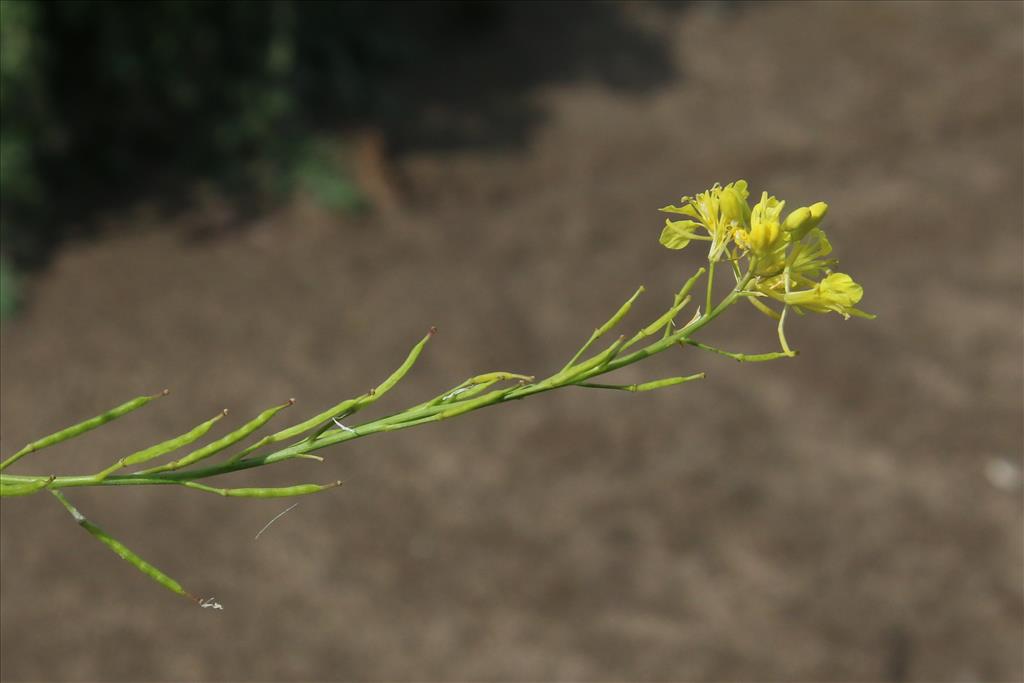 Brassica nigra (door Willem Braam)