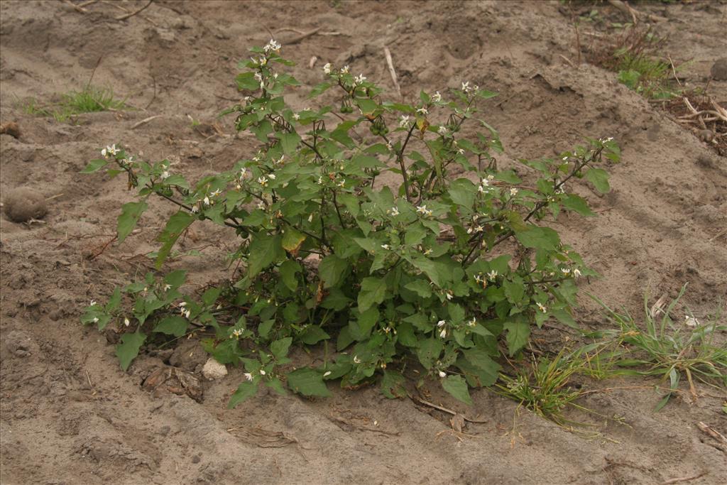 Solanum nigrum subsp. nigrum (door Willem Braam)