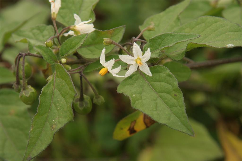 Solanum nigrum subsp. nigrum (door Willem Braam)