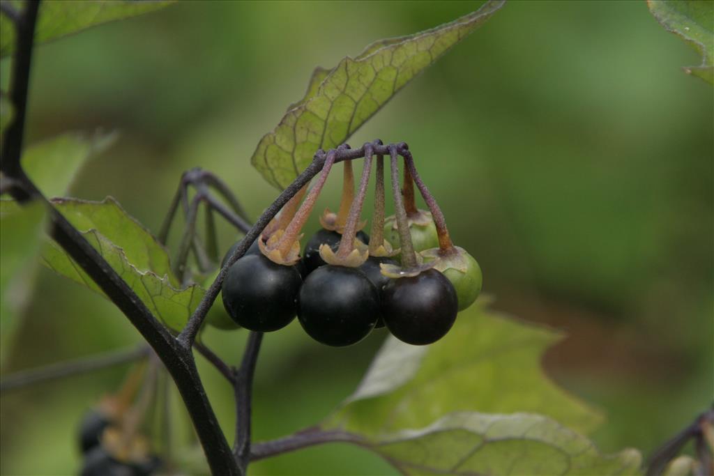 Solanum nigrum subsp. nigrum (door Willem Braam)