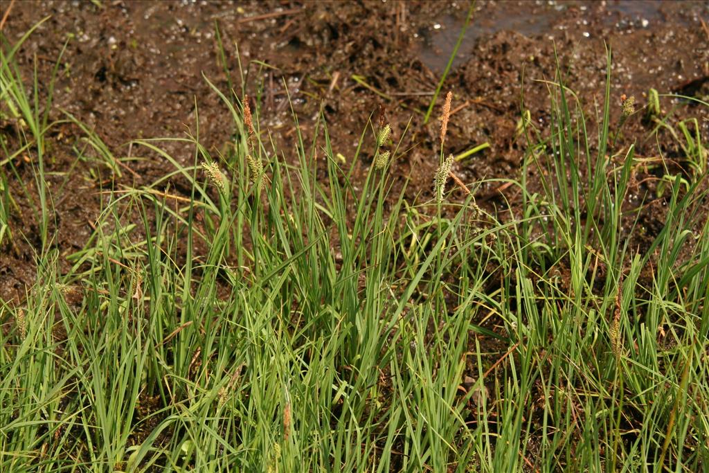 Carex nigra (door Willem Braam)