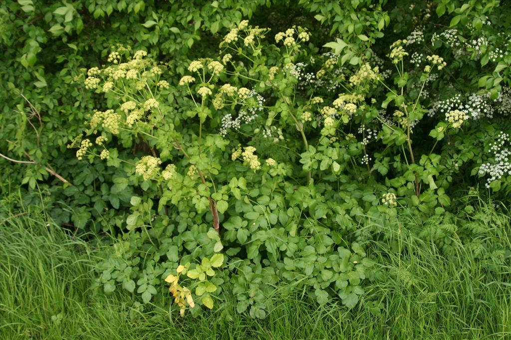 Smyrnium olusatrum (door Willem Braam)