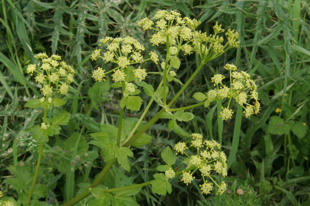 Smyrnium olusatrum (door Willem Braam)