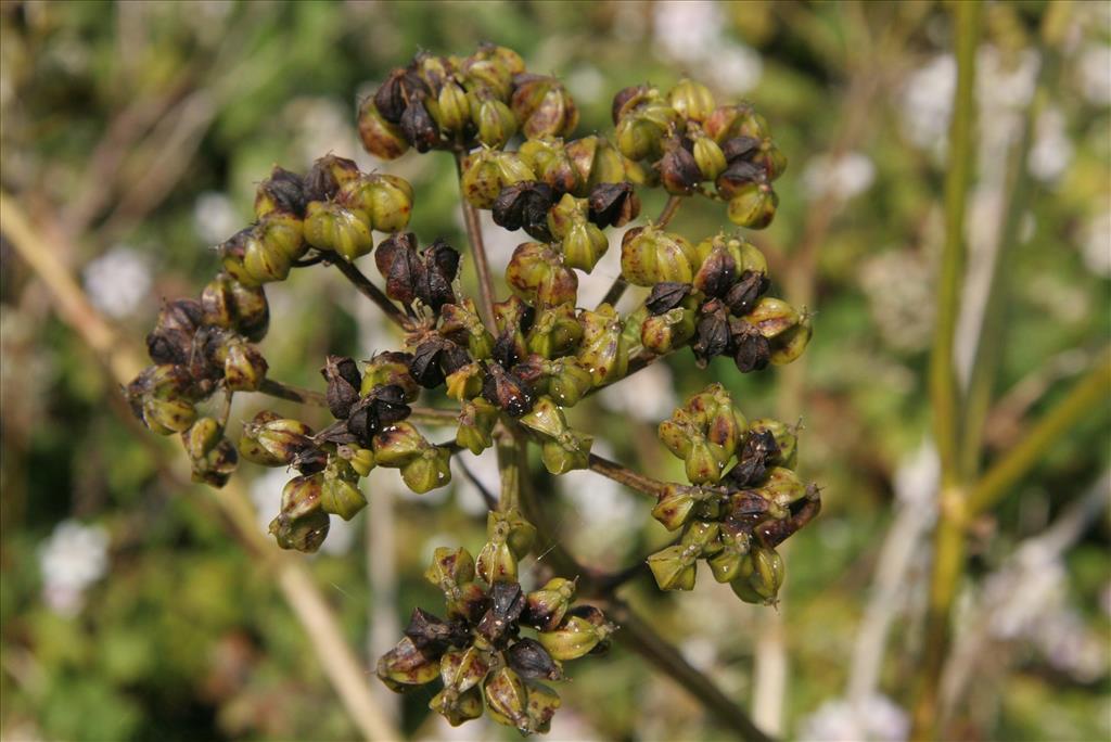 Smyrnium olusatrum (door Willem Braam)