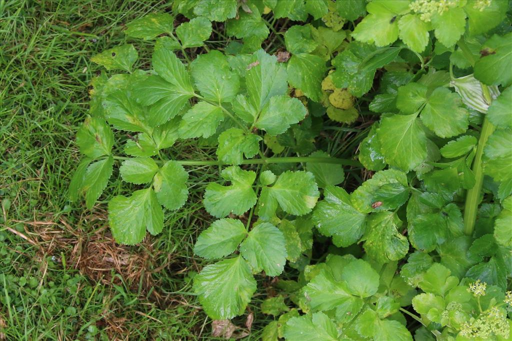 Smyrnium olusatrum (door Willem Braam)