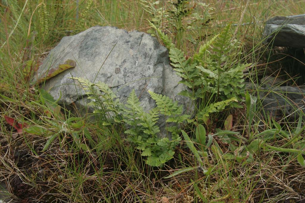 Asplenium adiantum-nigrum (door Willem Braam)