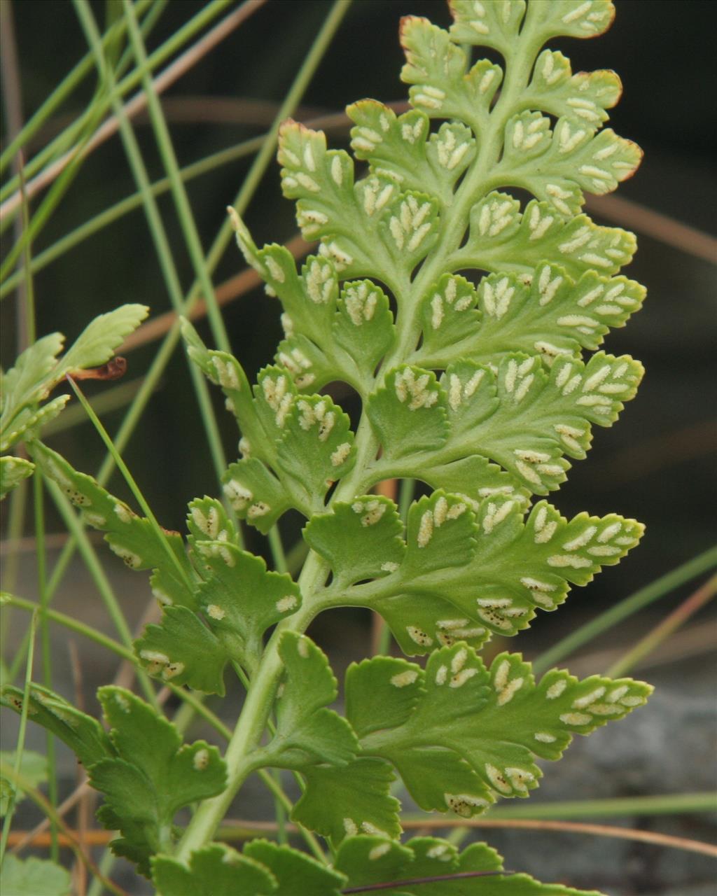 Asplenium adiantum-nigrum (door Willem Braam)