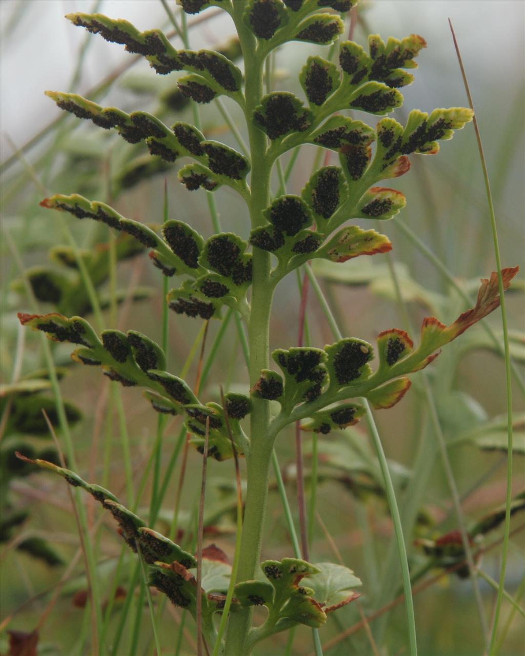 Asplenium adiantum-nigrum (door Willem Braam)