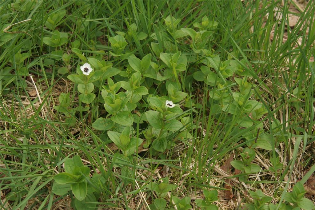 Cornus suecica (door Willem Braam)