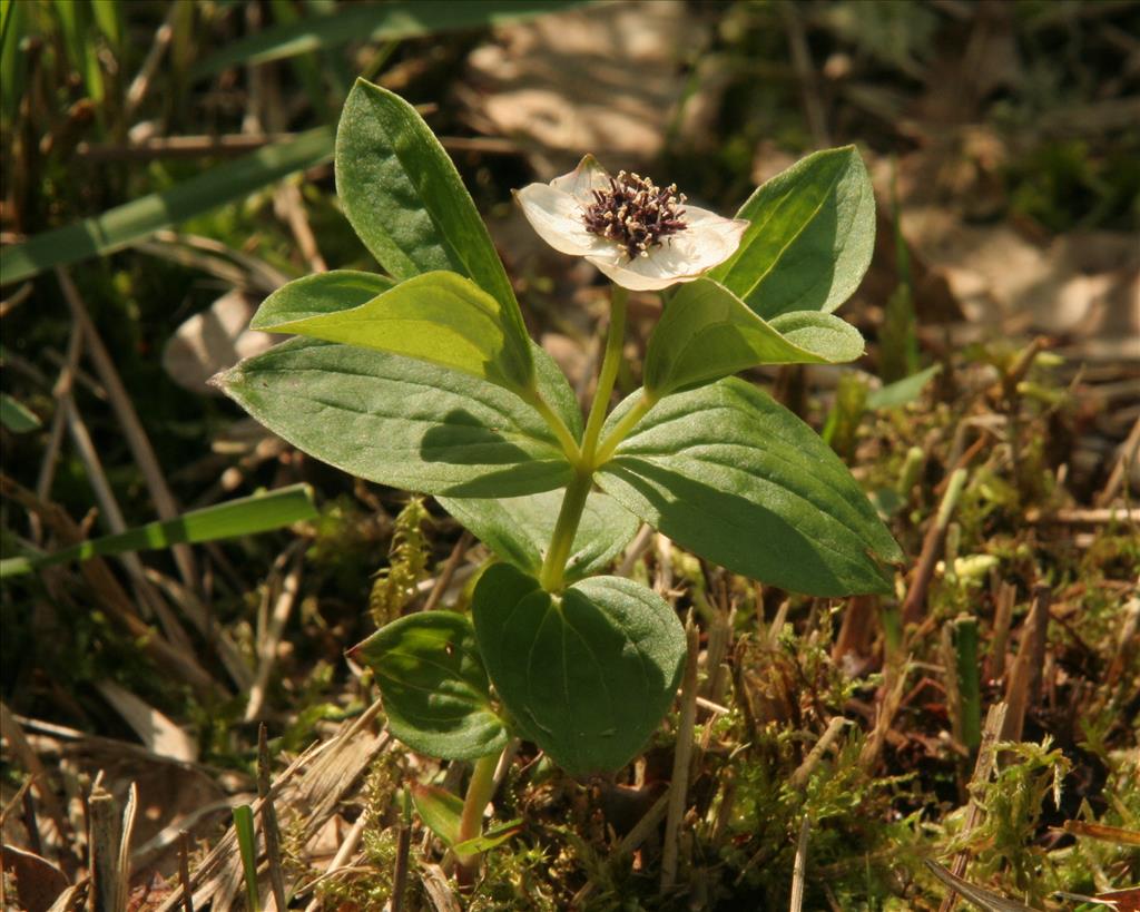 Cornus suecica (door Willem Braam)