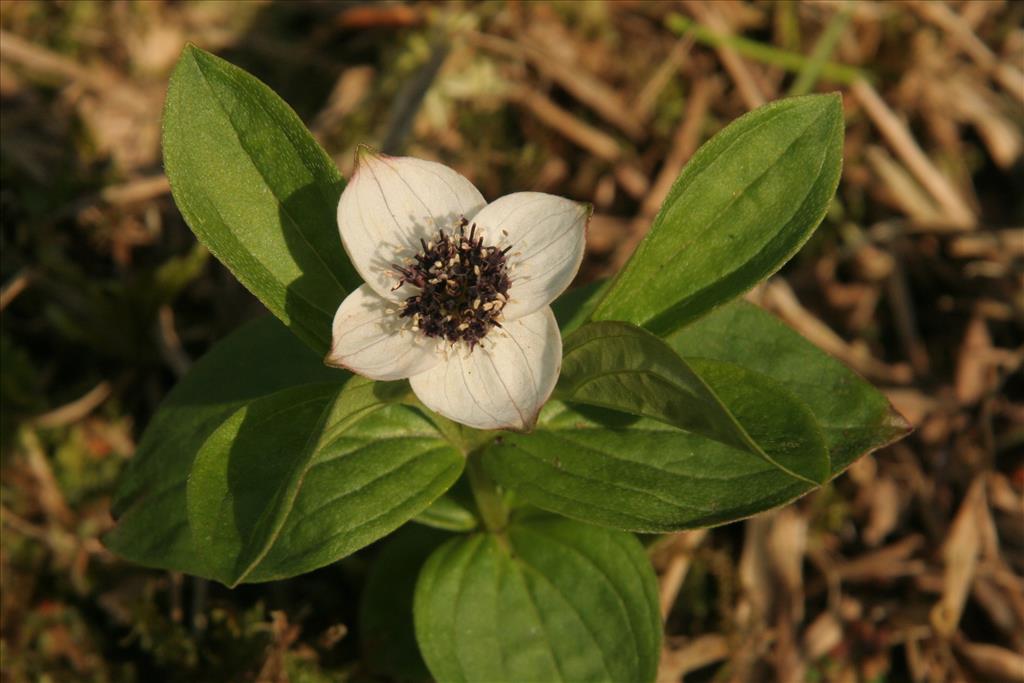 Cornus suecica (door Willem Braam)