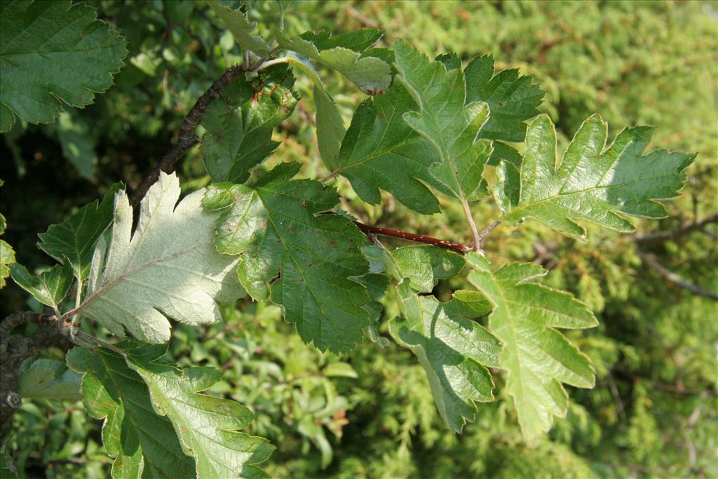 Sorbus intermedia (door Willem Braam)